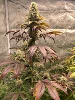 Imagen de LandoCalripken (Razzberry OG)