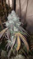 Aurora Winds Botanical Seeds GG1 - foto de MrGreenJean