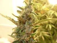 Auto Seeds Berry Ryder - foto de DankyMoon