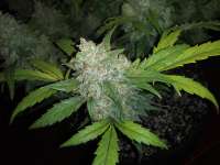 Auto Seeds Berry Ryder - foto de ewrecc420