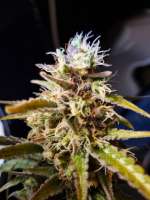 Auto Seeds Candy Kush - foto de dankymoon