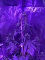 Auto Seeds Girl Scout Cookies Auto - foto de Indica2me