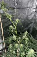 Auto Seeds Girl Scout Cookies Auto - foto de Indica2me