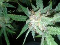 Auto Seeds Ultra Lemon Haze - foto de TurtleXpress