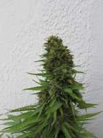 B.I.G. Seeds Big Mamut - foto de BIGSeeds