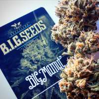 B.I.G. Seeds Big Mamut - foto de BIGSeeds