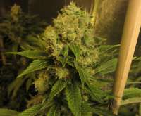 B.I.G. Seeds Big Mamut - foto de BIGSeeds