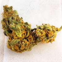 B.I.G. Seeds Critical Raskera - foto de BIGSeeds