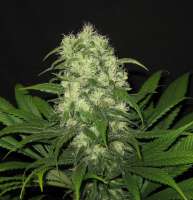 B.I.G. Seeds Critical Raskera - foto de BIGSeeds