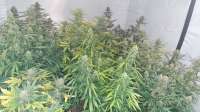 BSF Seeds Auto Tangie XXL - foto de AlatarTheWizard