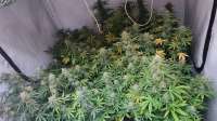 BSF Seeds Auto Tangie XXL - foto de AlatarTheWizard