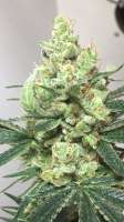 BSF Seeds Critical +2 - foto de froggygrower