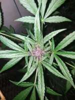 BSF Seeds Red Skunk Auto - foto de goleiodohiphop