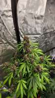 BSF Seeds Red Skunk Auto - foto de MrCogoyo