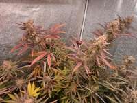 BSF Seeds Super Lemon Haze - foto de Yffits