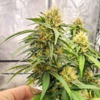 BSV Genetics Yummy Glue - foto de BSVGenetics