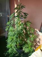 Imagen de swissfarmer (Acapulco Gold)