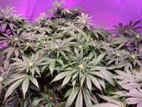 Barneys Farm Afghan Hash Plant - foto de Humungus