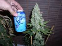 Imagen de papacannabis (Amnesia Lemon)