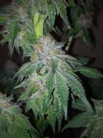 Imagen de 207HeavyHeads (Blue Cheese)