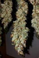 Imagen de Fredee (Blue Cheese)