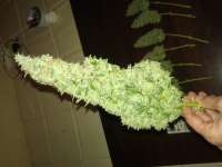 Barneys Farm Blue Mammoth - foto de OzGrow