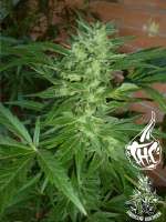 Barneys Farm Chronic Thunder - foto de Faricurgrower