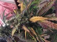 Imagen de Shark57 (Cookies Kush)