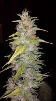 Imagen de alexmoqc (Critical Kush)