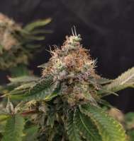 Barneys Farm Liberty Haze - foto de Erone