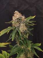 Barneys Farm Liberty Haze - foto de Erone