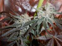 Barneys Farm Peyote Cookies - foto de x4opiate