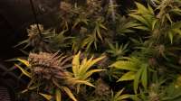 Barneys Farm Peyote Critical - foto de h33rm