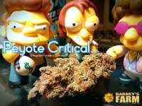 Imagen de Justin108 (Peyote Critical)