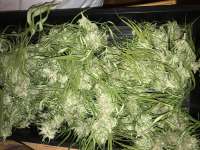 Imagen de Longcord (Pineapple Chunk)