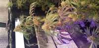 Barneys Farm Pineapple Express - foto de synapse57