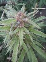 Imagen de ElZorro86 (Purple Punch)