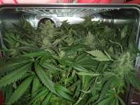 Barneys Farm Red Diesel - foto de amneziaHaze