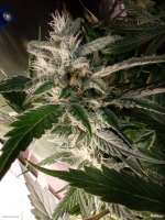 Barneys Farm Red Diesel - foto de amneziaHaze