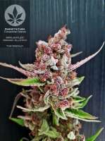 Barneys Farm Tangerine Dream - foto de pineappleltd