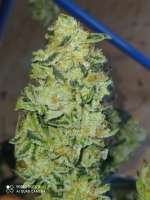 Barneys Farm Tropicanna Banana - foto de Yusssss