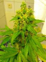 Barneys Farm Violator Kush - foto de sickW