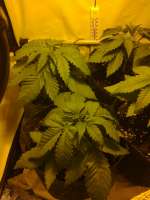 Imagen de hemp47 (Violator Kush)