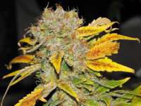 Imagen de SativaFred (Violator Kush)