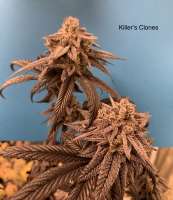 Beleaf Cannabis Love White Truffle - foto de KillersClones