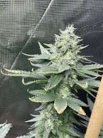 Best Coast Genetics Sour Hebrew National - foto de Jobloowcocomo