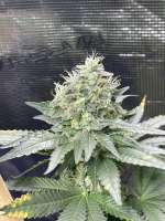 Best Coast Genetics Sour Hebrew National - foto de Jobloowcocomo