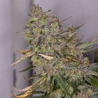 Beyond Hype Seed Co Omaha Blues - foto de Beyondhypeseedco