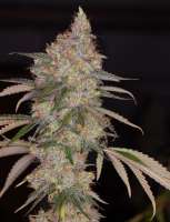 Beyond Hype Seed Co Omaha Blues - foto de Beyondhypeseedco