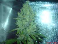 Imagen de JAHJAHChildren (Blue Cheese)